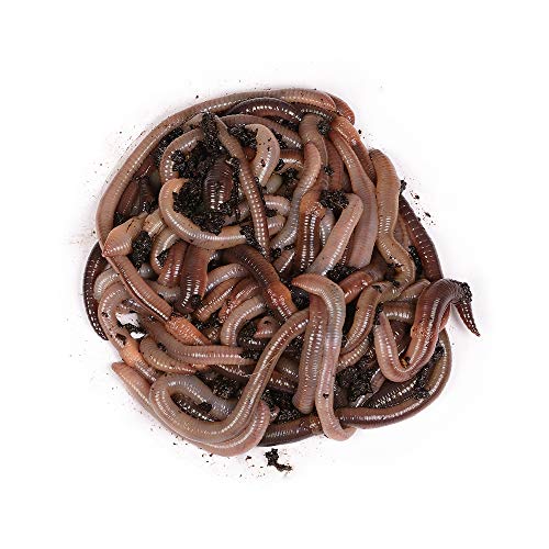natursache I Futterwürmer - Groß - für die Aufzucht von Fischen, Vögeln, Amphibien, Reptilien und Säugetieren, Anzahl:50 STK./Box von Natursache