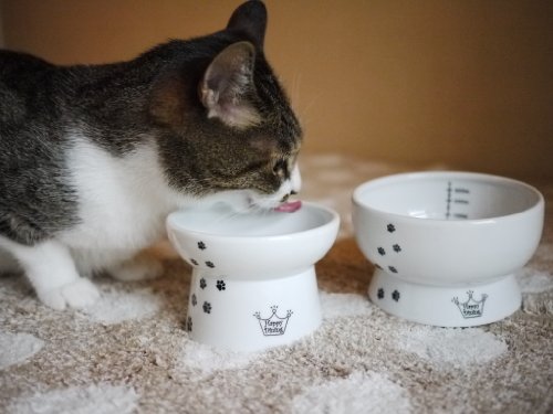 Necoichi Futter- und Wassernapf für Katzen, erhöht, Katze von Necoichi