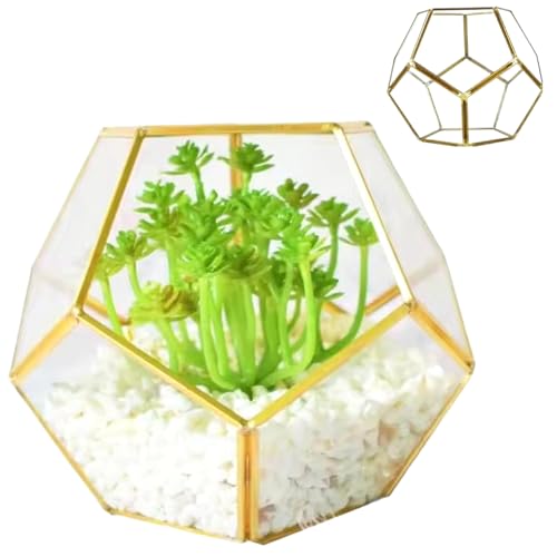 Neroyaner Geschlossenes Terrarium aus Glas für Pflanzen 7,1x7,1x5,5 Zoll geschweißtes Pentagon-Glasterrarium mit Tür geometrisches geschlossenes Terrarium für Farne Sukkulenten Pflanzen Messing von Neroyaner