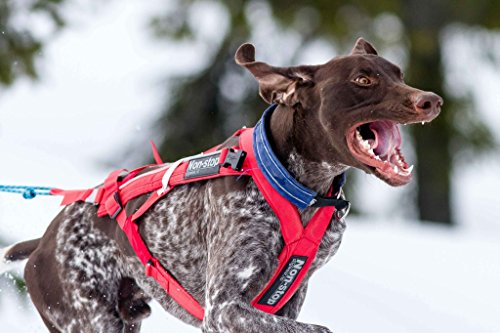 Non-stop dogwear Combined Harness (Hunde-Zuggeschirr) | geeignet für Skijöring und Pulka (7) von Non-stop dogwear