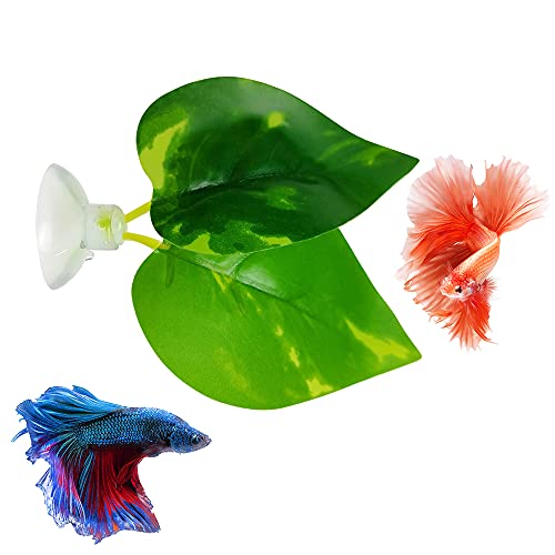 Noodoky Betta Fish Leaf Pad (1 Stück) von Noodoky