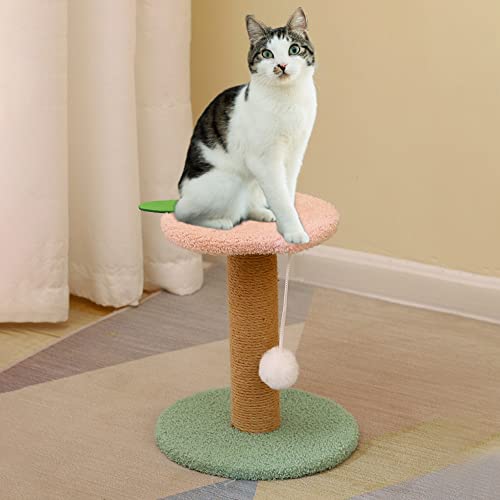 Nyescasa Katzenkratzbaum Katzenbaum Kratzsäule mit Kratzbrett Kletterbaum mit Aussichtsplattform Katzenturm Sisal Seil Kletterleiter Kratzbaum mit Plüsch Spielball für Kleine Katze 23*23*28 Rosa Grün von Nyescasa