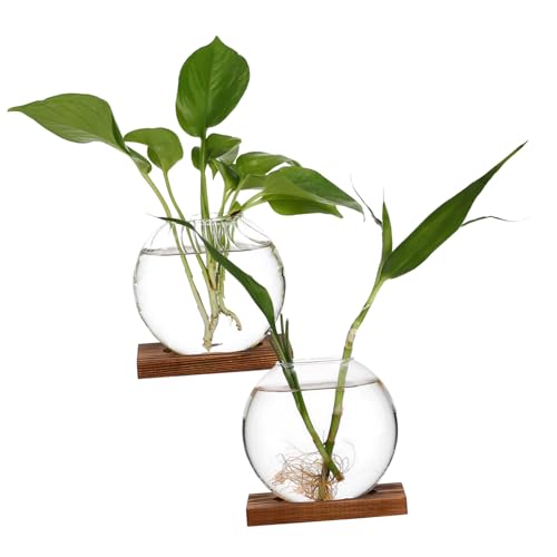 OFFSCH 2 STK kreative Vase Vermehrungsgefäße hydroponisches Pflanzenterrarium Terrarienglas Transparente Glasvase Terrarium Glasvase Blumenarrangements Blumentöpfe aus Glas Tischvase von OFFSCH