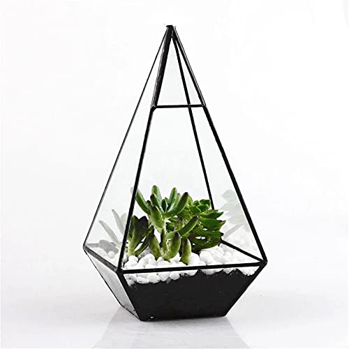 OQHAIR Pflanzen-Display-Box, Glas, geometrische Terrarium-Box, Tischplatte, Sukkulenten-Pflanzgefäß für Pflanzen (Farbe: Schwarz, Größe: Einheitsgröße) (Schwarz, Einheitsgröße) von OQHAIR