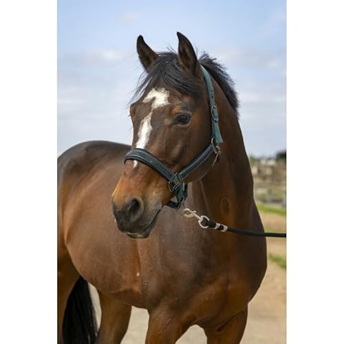 OR S-LINE EQUITHÈME Nylon Strass Soft Glitzer Halfter für Pony (Dunkelgrün, Pony) von OR S-LINE