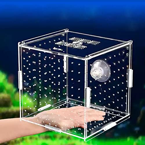 OUMIFA Aquarium Aquarium Isolation Box Aquary Tank Small Fry Zuchtbox Transparent Acryl Single Grid Doppelgitter Aquarium Liefert(Sucker 20x20x15cm) von OUMIFA