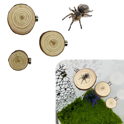 Okueejur Springspinne, 3 Stück, natürliche Kiefer, springende Spinnen, Versteckspinne, magnetische Leiter, Haustier-Springspinnenzubehör (rund) von Okueejur