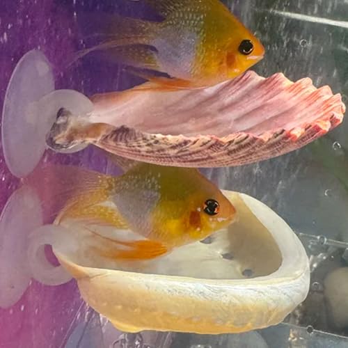 Betta-Fische, Ruheplatz, Muschelbett, Spielzeug für Aquarium, kleine Fische, Versteck, Dekoration, natürlicher Lebensraum, Laichplätze für Betta-Garnelen, Buntbarsche, 2 Stück von Oncpcare