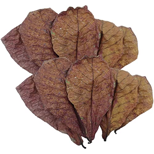 Aquarium Catappa Leaves - Catappa Mandelblätter, Fisch Mandelblätter, Mandel Catappa Blätter, Balance Wasseraufbereiter | PH Down Aquarium Ketapang, getrocknete Mandelblätter für die Zucht von von Opilroyn