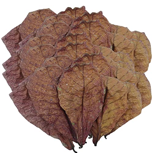 Betta Fish Leaves - Catappa Mandelblätter, Fisch Mandelblätter, Mandel Catappa Blätter, Balance Wasseraufbereiter | pH Down Aquarium Ketapang, getrocknete Mandelblätter für die Zucht von von Opilroyn