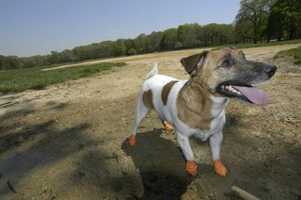 Ortocanis Hundeschuhe Pawz (Gummi) - Schutz, Traktionskontrolle, Irritationen, Wunden - Größe S von Ortocanis