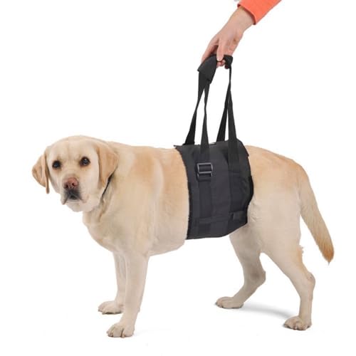 Ortocanis - Tragegurt, Hebegeschirr für Hunde mit Bewegungsproblemen, Hinterbeinunterstützung, Größe XL von Ortocanis