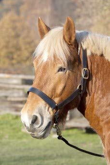 Lederstallhalfter, schwarz KB von PFIFF