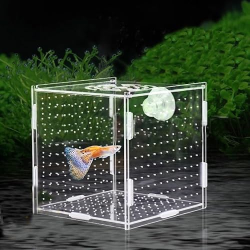 PINVNBY Acryl-Fischzuchtbox, Guppy-Zuchtbox, Acryl-Fisch-Isolationsbox, Aquarium-Inkubator mit Saugnäpfen für Guppy-Garnelen, kleine Babyfische (10 x 10 x 10 cm) von PINVNBY