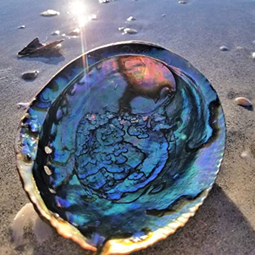 10–13 cm natürliche Abalone-Muscheln, große Muscheln, nautische Heimdekoration, Seifenschale, Landschaft, DIY-Dekoration, Aquarium, Hochzeit, Tank von PLGEBR