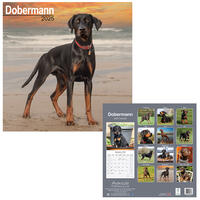 Rassekalender 2025 [Dobermann, unkupiert, groß] von PRO PET MARKENVERTRIEB