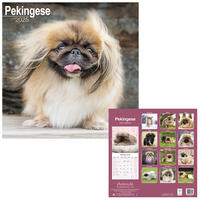 Rassekalender 2025 [Pekingese] von PRO PET MARKENVERTRIEB