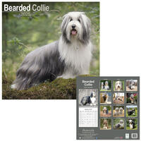 Rassekalender 2025 [Bearded Collie] von PRO PET MARKENVERTRIEB