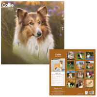 Rassekalender 2025 [Collie] von PRO PET MARKENVERTRIEB