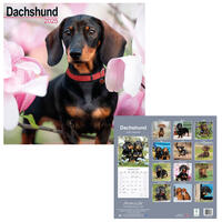 Rassekalender 2025 [Dachshund] von PRO PET MARKENVERTRIEB