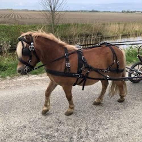 Pagony Nylon Geschirr Rot Größe: Mini Shetland von Pagony