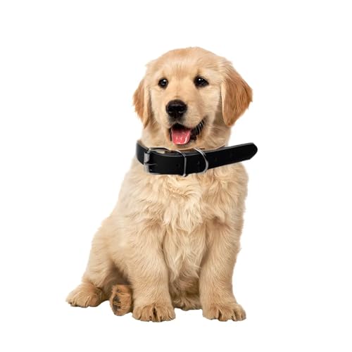 Hundehalsband aus Leder, breites und dickes Halsband mit weicher Polsterung, verstellbares Hundehalsband aus strapazierfähigem Leder für kleine, mittlere und große Hunde (M, Schwarz) von Patitas Shop