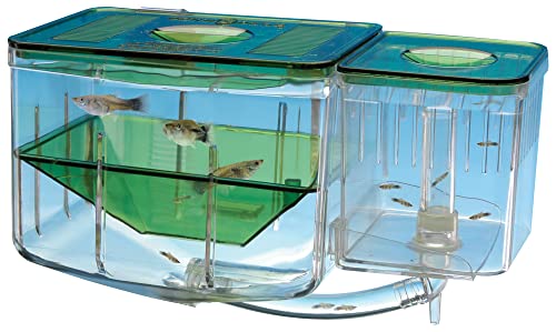 Penn-Plax AN2 Aqua Nursery and Hatchery Breeding Box for Your Aquarium - Help Protect Baby Fish from Predators von Penn-Plax