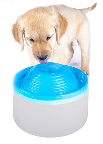 Penn Plax Pet Fresh Wasserbrunnen mit automatischer Abschaltung für Hunde und Katzen von Penn-Plax