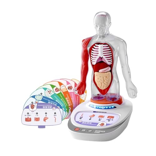 Perfeclan Modell des menschlichen Körpers für Kinder, Lehrspielset, Lehrmittel, drehbares Basismodell, Bausätze für den menschlichen Körper, Spielzeug für den von Perfeclan