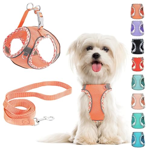 Hundegeschirr Kleine Hunde mit Leine, kein Ziehen, verstellbar, reflektierendes, atmungsaktives Netzgewebe für extra kleine/kleine und mittelgroße Hunde, Katzen, Welpen(orange Farbe, L) von Perffi