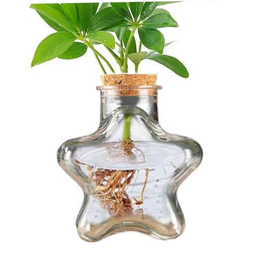 Moos Terrarium Kit, 230 ml klare fünf Sterne geformte Sukkulente, lustige DIY PE Desktop Terrarium, einfache Pflegeblumentöpfe für Home Office Desk Pflanzenblumen Blume von Pesoncarl