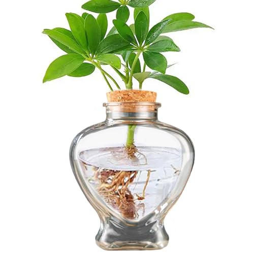 Moos Terrarium Kit, 230 ml klare herzförmige Sukkulententöpfe, lustiges DIY PE Desktop Terrarium, einfache Pflegeblumentöpfe für Home Office Desk Pflanzenblumen Blume von Pesoncarl