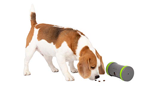 PetSafe Kibble Chase Selbstbewegendes Belohnungsspielzeug, Rollender Snackspender für Hunde, 3 AA-Batterien nötig, 1 Stück (1er Pack) von PetSafe