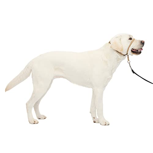 PetSafe Sanfter Führer Halsband mit Trainings-DVD für Hunde, Zugfreie Spaziergänge durch spezielle Trainingsmethode, Nylon Neopren, Beige, Large 60-130 Lb. von PetSafe