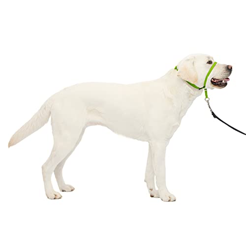 PetSafe Sanfter Führer Halsband mit Trainings-DVD - No Pull Hundehalsband, Large 60-130 Lb., Apfelgrün, Nylon, Zieht nicht, lenkt den Hund sanft zu Ihnen hin, wenn er zieht von PetSafe