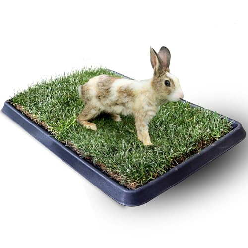 PetZolla S Nagetiere – Die originale Kühlmatte für Kaninchen und Hamster aus echtem Gras, 100 % natürlich, frisches und bequemes Hamsterbett, Spiele für Hamster aus echtem Rasen (60 x 40) von PetZolla