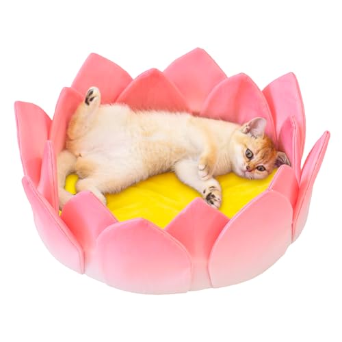 Petal's Paradise Gemütliches Katzenbett mit abnehmbarem Kissen und Kratzkissen, groß, 40 cm, mehrlagiges Design, rutschfester Boden, wetteranpassungsfähiges Zubehör für Katzen (Blütenblatt & Kissen) von Petal's Paradise