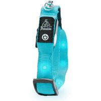 Petsation leuchtendes Katzenhalsband blau von Petsation