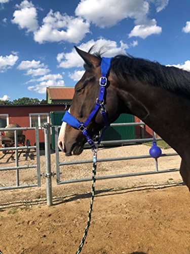 Halfter Kaltblut gepolstert| Halfter für Pferde xfull | mit Fleece | Halfter für Pferde schwarz | 2 Fach verstellbar (Royalblau, Warmblut) von Pferdelinis