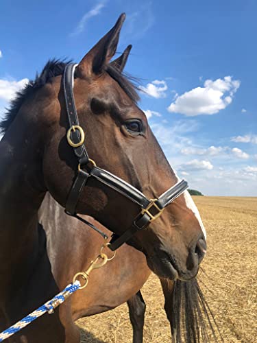 Lederhalfter schwarz Halfter für Pferde, Premium Stallhalfter Pferd in Pony, Warmblut, Cob, Kaltblut, sicher & reißfest (Lederhalfter + Strick, Pony) von Pferdelinis