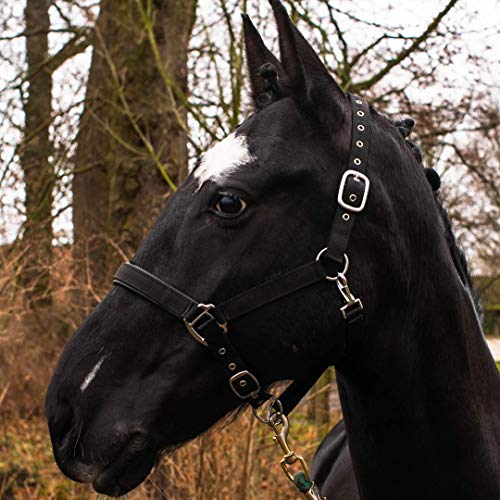 Pferdelinis Halfter für Warmblut, Vollblut, Kaltblut, Pony – Stallhalfter, Weidehalfter, 2-Fach verstellbare Dornschnallen, sicher & reißfest (Schwarz, Kaltblut) von Pferdelinis