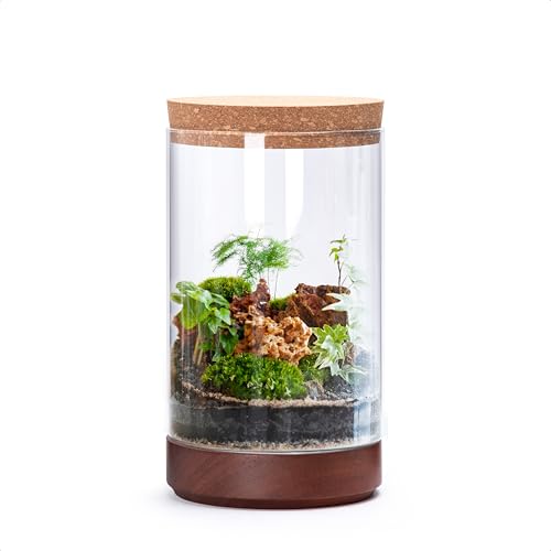 41-A-M Zimmerpflanzen-Terrarium-Pflanzgefäß aus klarem Glas, 15,2 cm B x 25,4 cm H, zylindrisches Terrarium mit Holzsockel und Korkdeckel, vielseitige Tischdekoration für Zuhause, Büro oder von Phoenix Vine