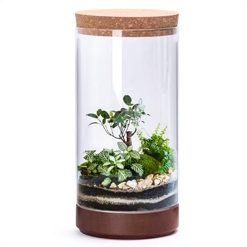 Phoenix Vine Glaspflanzenterrarium, Sukkulenten-Behälter für Farn/Mooskugel/Glasfischtank, vielseitig verwendbar, Desktop-Pflanztopf mit Holzsockel und Korkdeckel, 41-A-L von Phoenix Vine