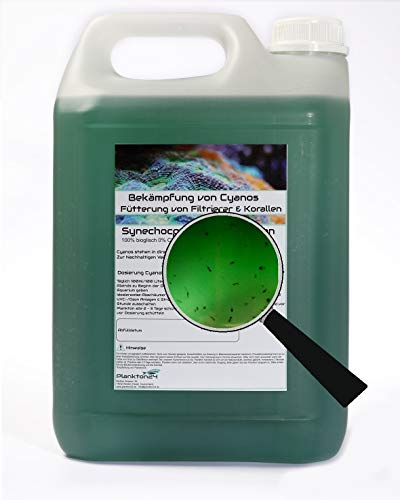 5 Liter Synechococcus mit ZooPlankton Cyano Meerwasser Korallen Phytoplankton von Plankton24