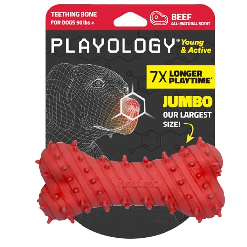 Playology Kauspielzeug für Welpen, Kauspielzeug mit Quietscher, für Welpen im Alter von 4–8 Monaten (alle Rassen bis zu 27 kg) – ansprechendes natürliches Rindfleisch-Duftspielzeug von Playology