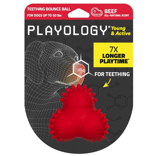 Playology Welpen-Bounce Ball Hundespielzeug für junge und aktive Hunde, mittelgroßes Kauspielzeug mit Quietscher für Welpen bis zu 22,7 kg, ansprechendes natürliches Rindfleisch-Duftspielzeug von Playology