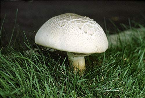 Potseed Pferd Pilz (Agaricus arvensis) Myzel Spawn getrocknete Samen (10 g) von Potseed