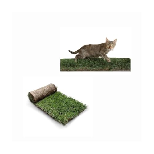 PratoErboso GreenZolla - Das Original Katzenstreu aus Naturgras, 100 % natürliches Traversin, Katzenbett aus echtem Rasen, Spielplatz und Entspannung für Haustiere, Größe Maxi von PratoErboso