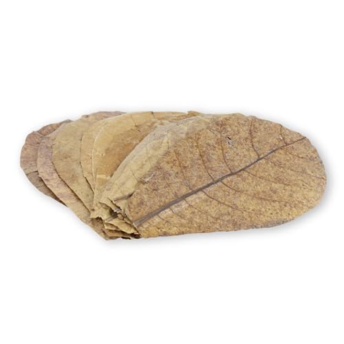 ProFlora® Seemandelbaumblätter Aquarium - Organische Catappa-Leaves als natürliche Wasseraufbereiter und wertvolle Nahrungsergänzung (L, 10 Stück) von ProFlora