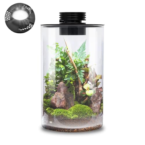 Tischpflanzen-Terrarium aus Glas von Puzau